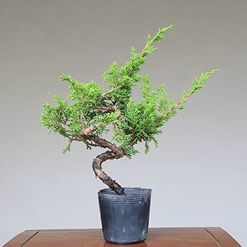 糸魚川真柏 盆栽 素材 糸魚川真柏 : 盆栽ショップ わびさび Yahoo!店 - 通販 - Yahoo
